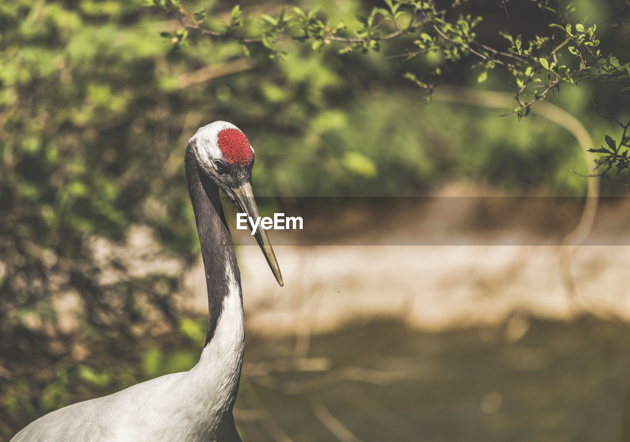 Close-up of a crane 