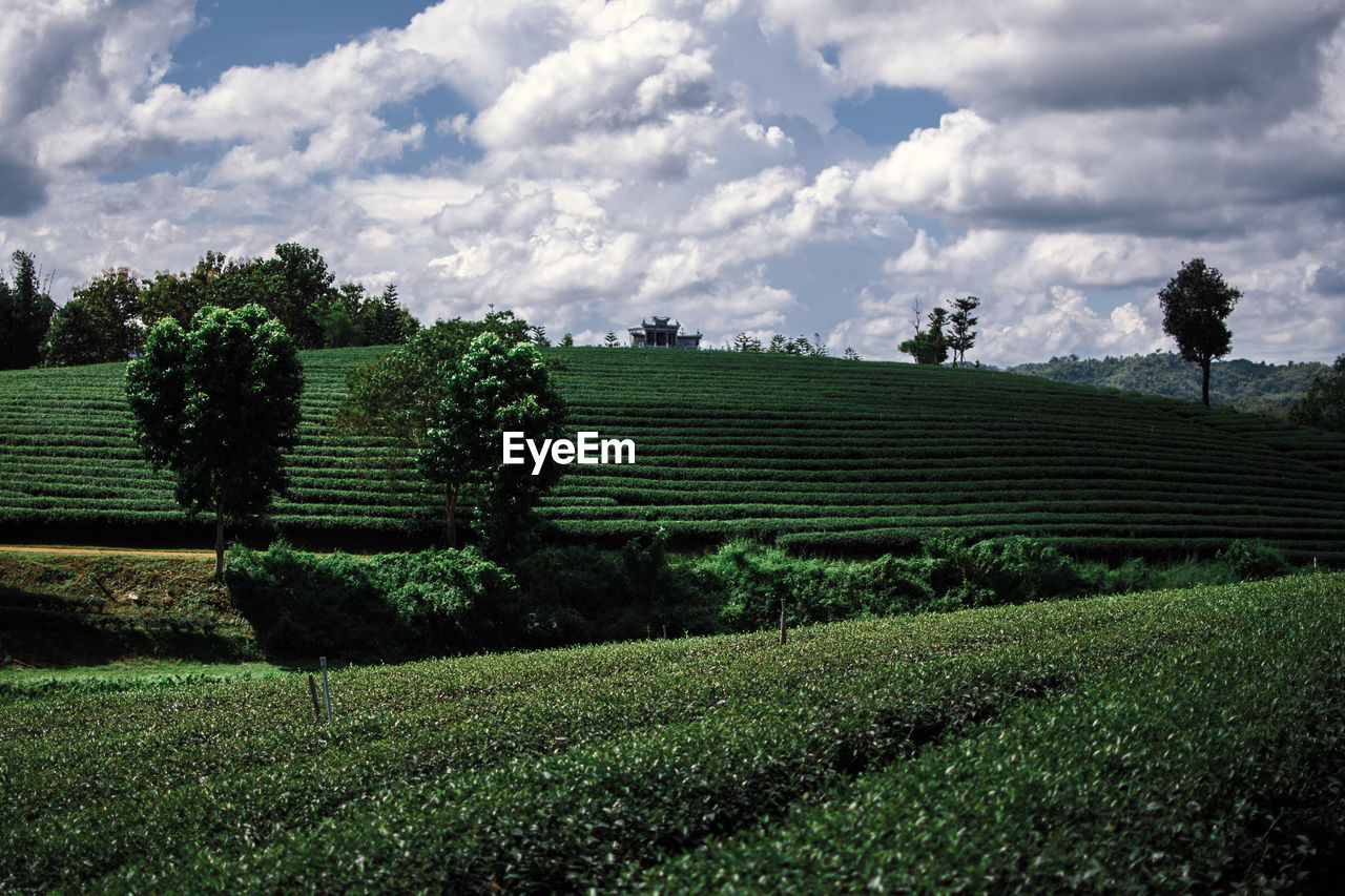 Tea plantation wide angle in thailand