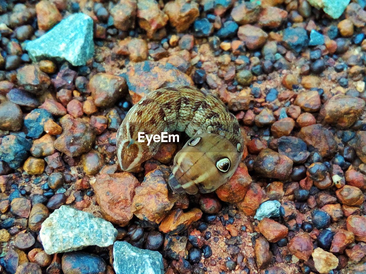 High angle view of worm on pebbles