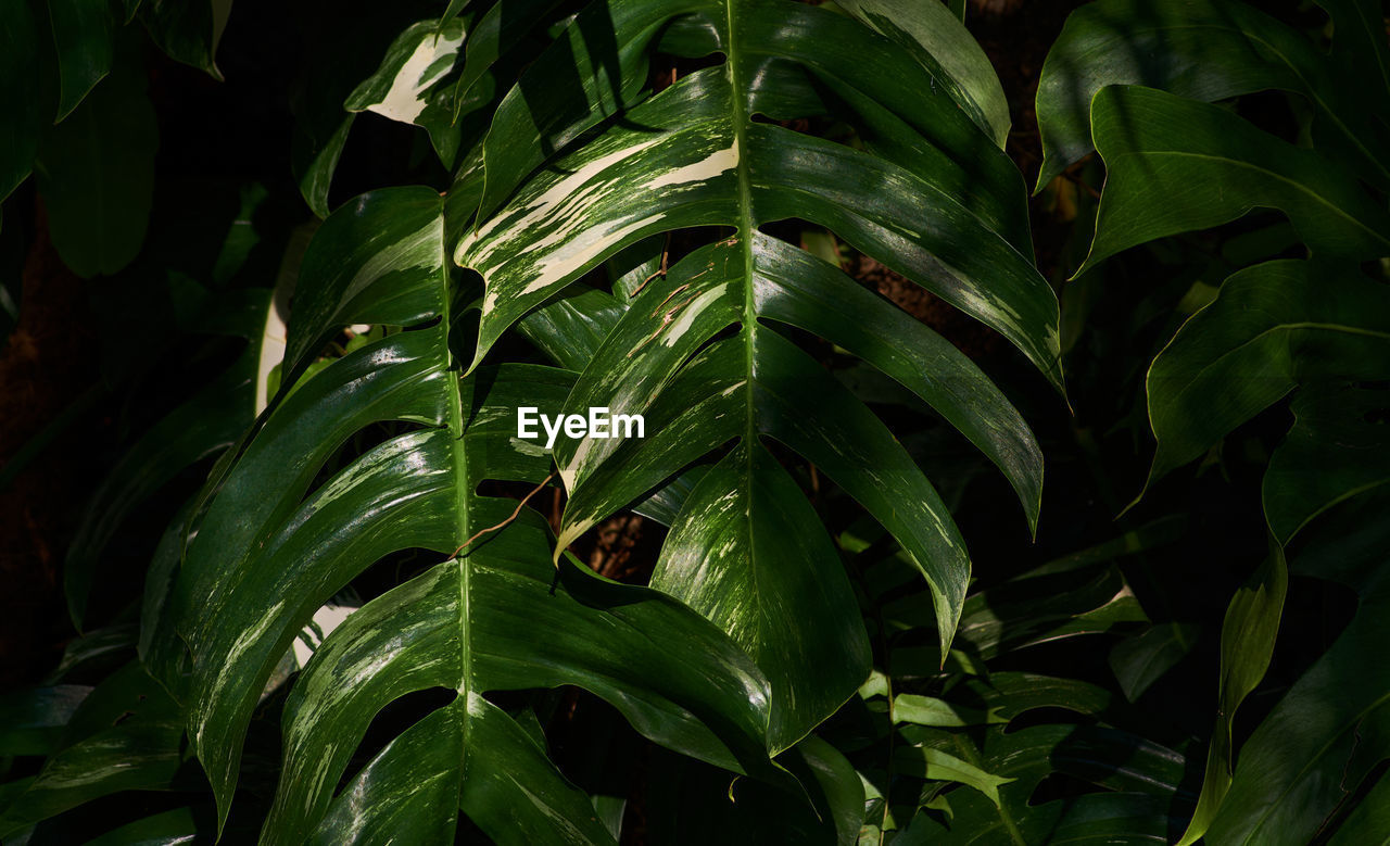 green, leaf, plant part, plant, growth, jungle, rainforest, tree, nature, tropics, beauty in nature, flower, forest, no people, close-up, backgrounds, full frame, outdoors, land, plant stem, grass, environment