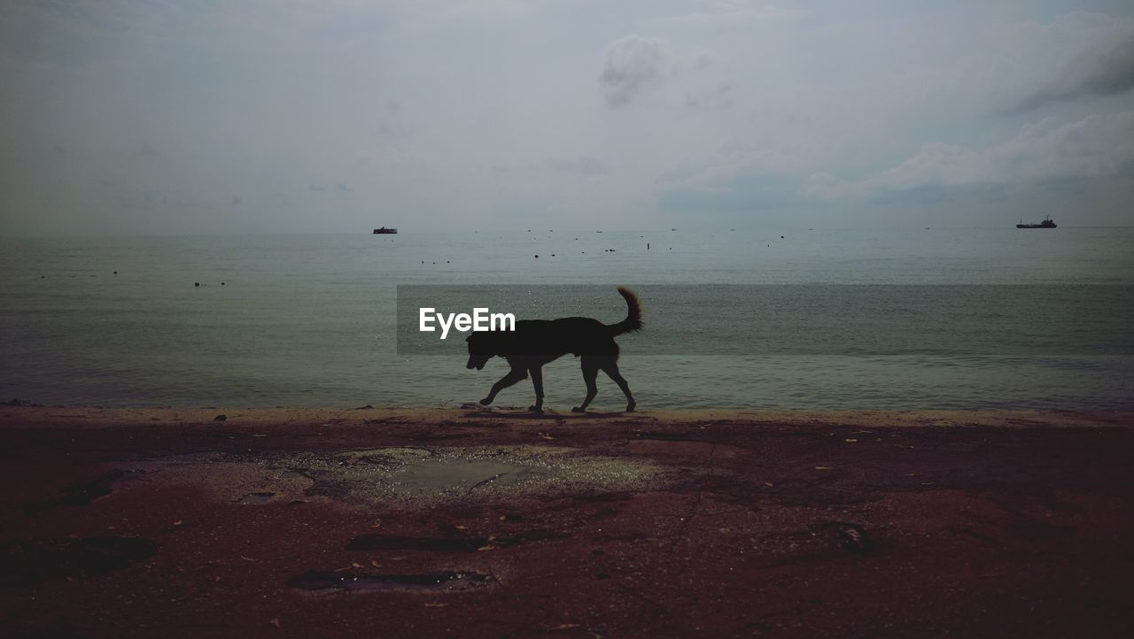 View of dog on beach