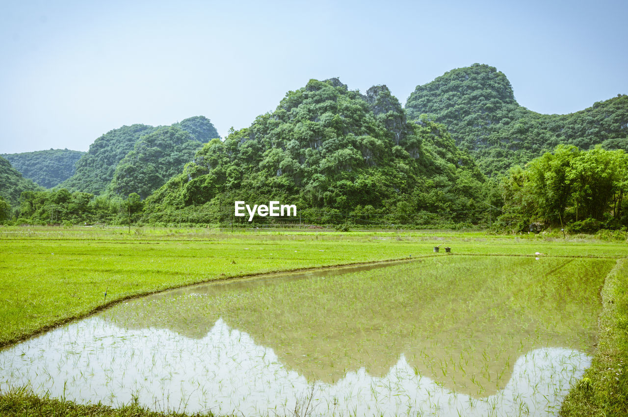 Scenic view of field against clear sky