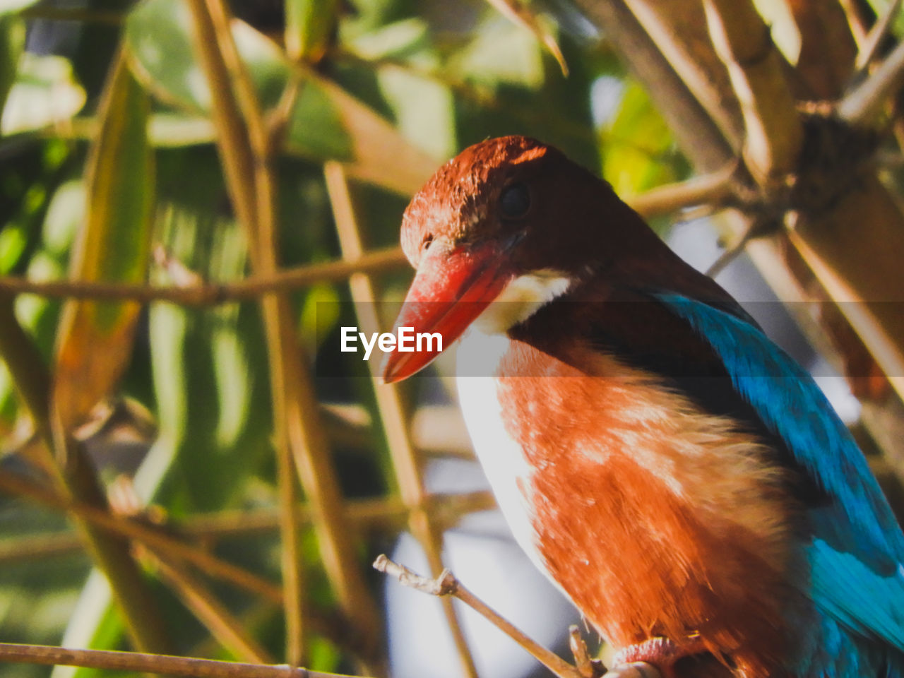 CLOSE-UP OF A BIRD