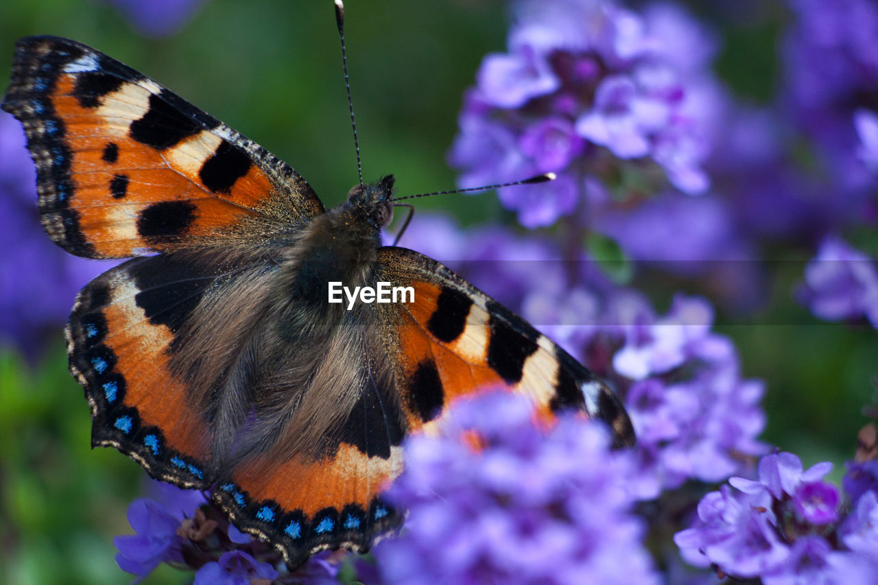 CLOSE-UP OF BUTTERFLY POLLINATING FLOWER