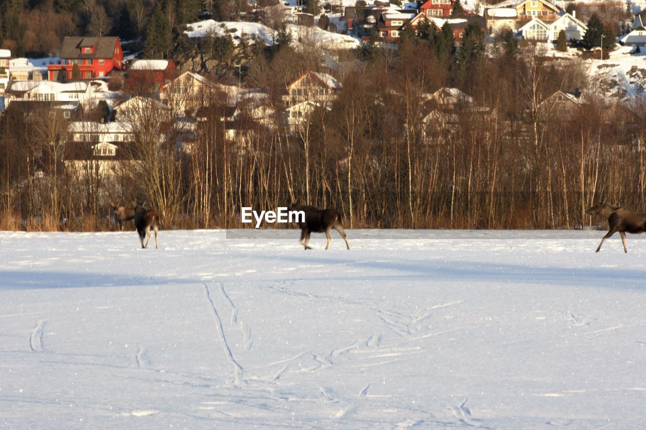 VIEW OF SNOW COVERED LANDSCAPE