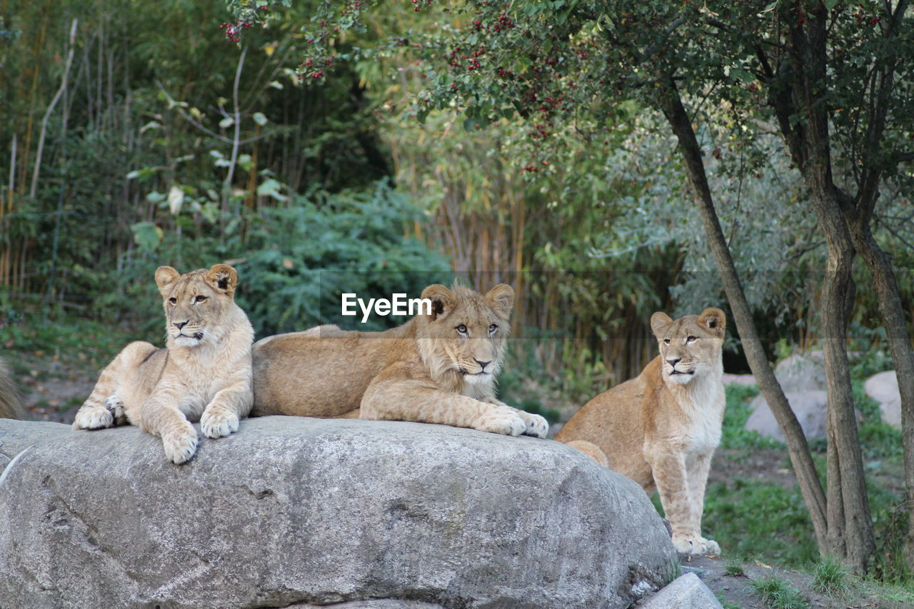 View of lion sitting on rock against trees