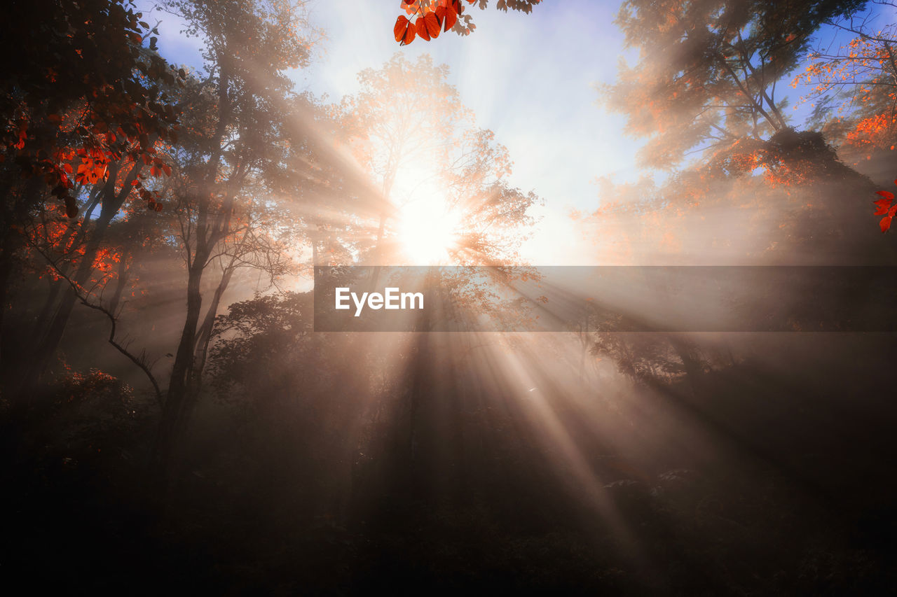 Sunlight beam through trees in forest during autumn