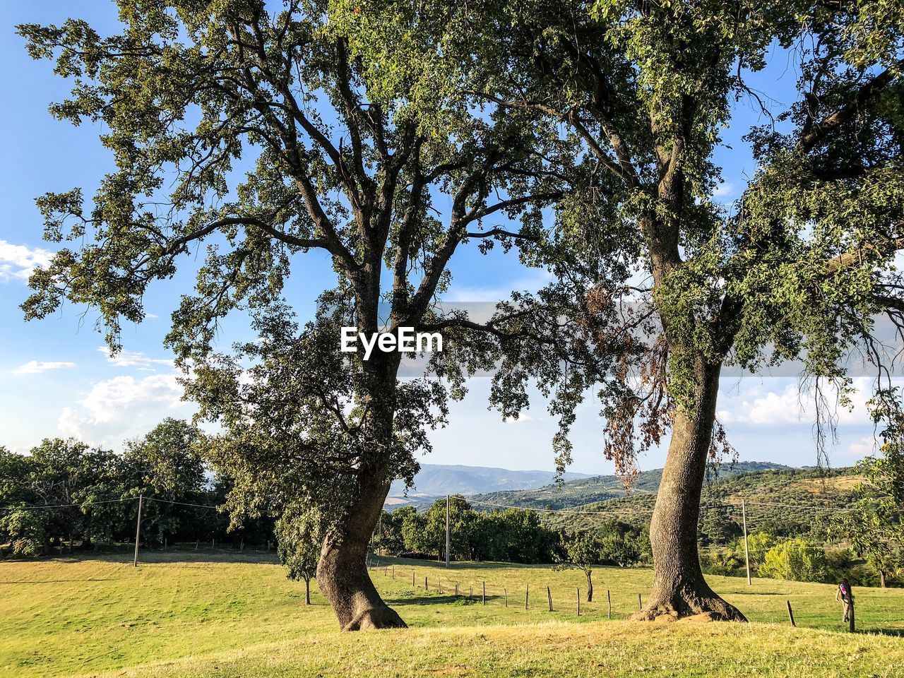 TREES ON FIELD