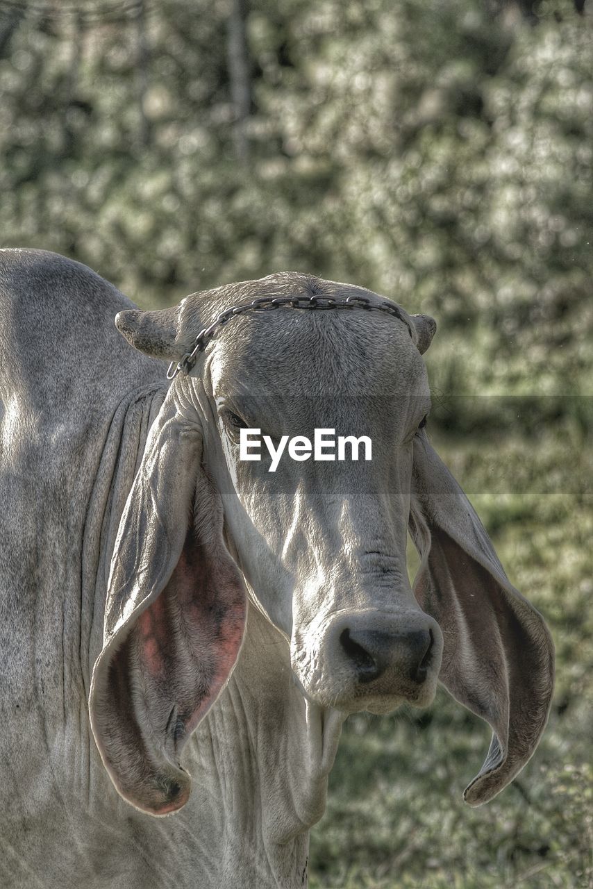 Cow with floppy ears