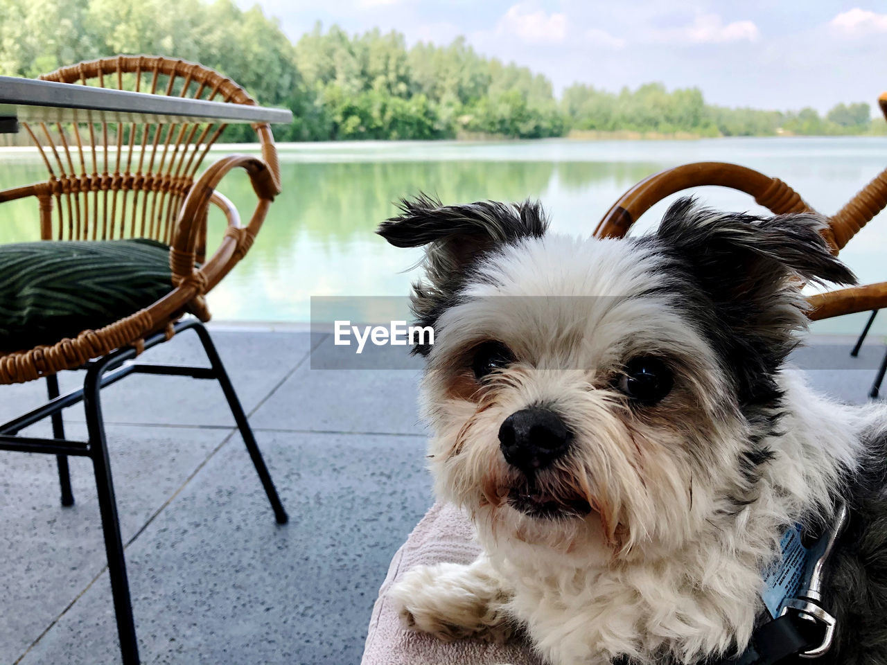 PORTRAIT OF DOG ON CHAIR AT LAKE