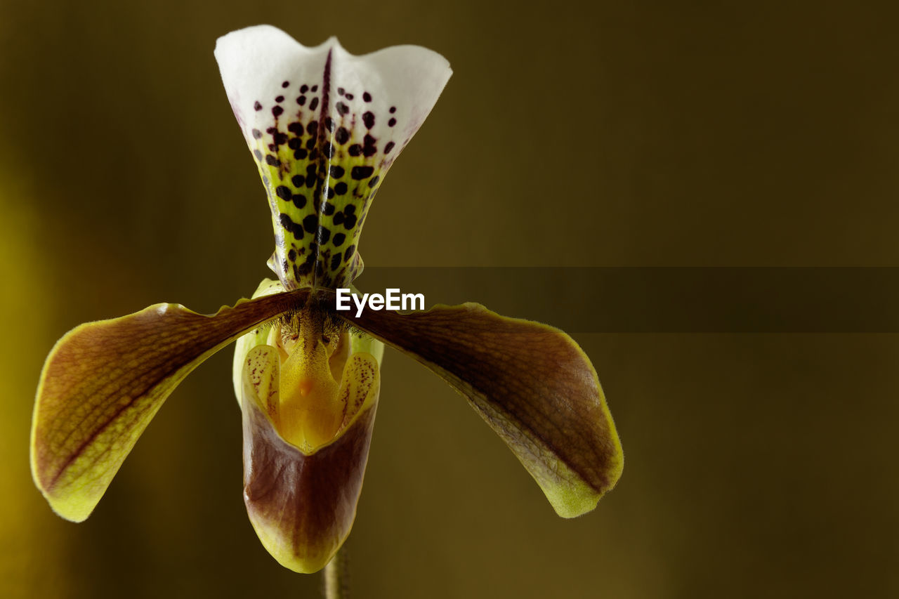 CLOSE-UP OF WHITE ORCHID