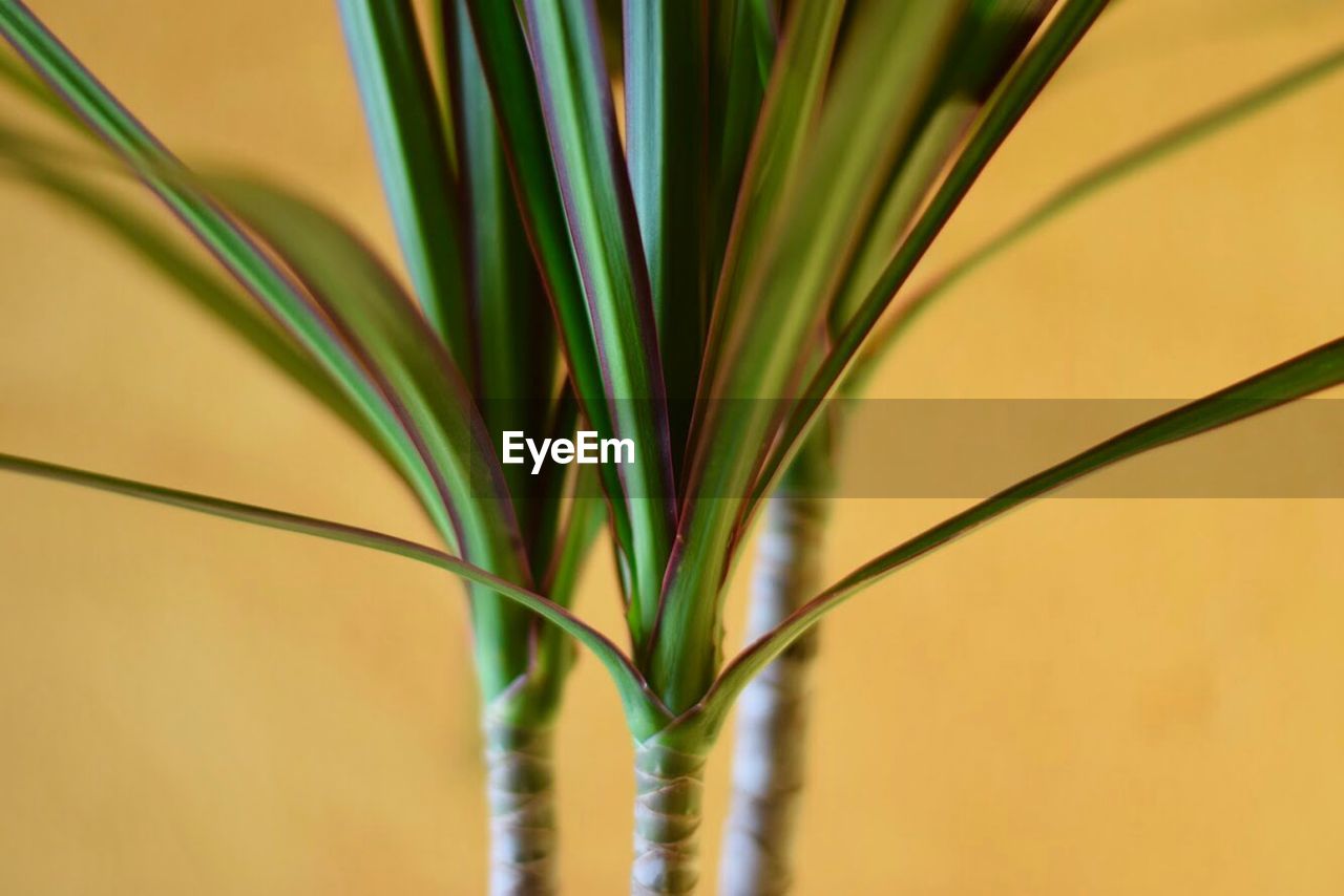 Close-up of palm leaves