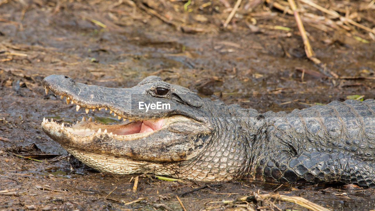 Close-up of crocodile on field