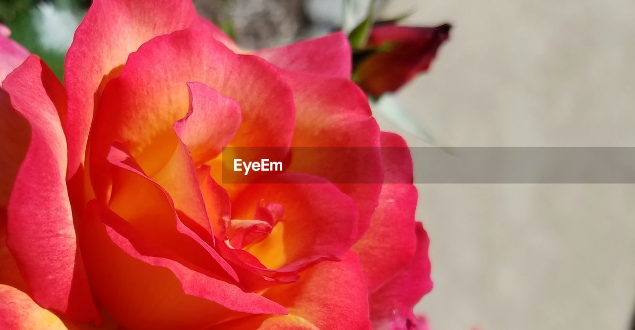 CLOSE-UP OF PINK FLOWER