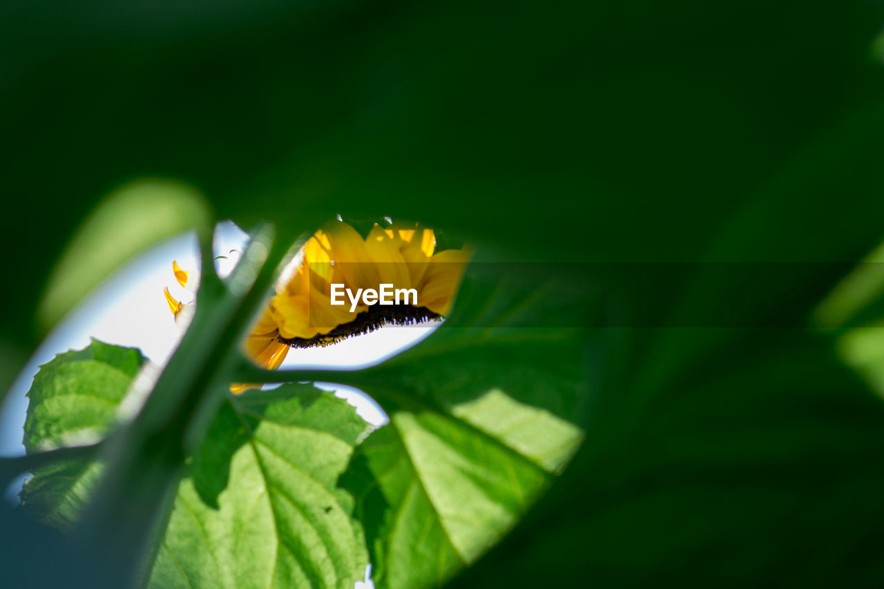 Close-up of sunflower growing outdoors