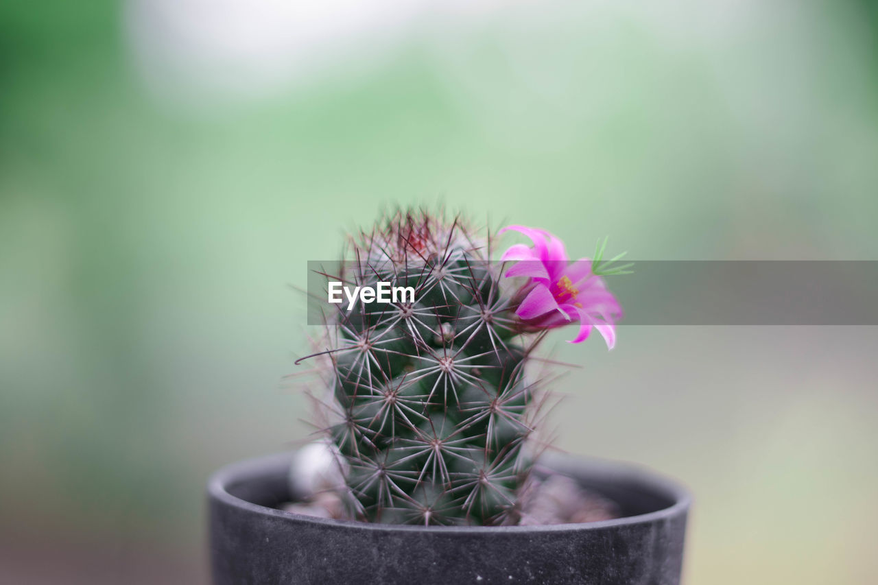 Close-up of potted plant