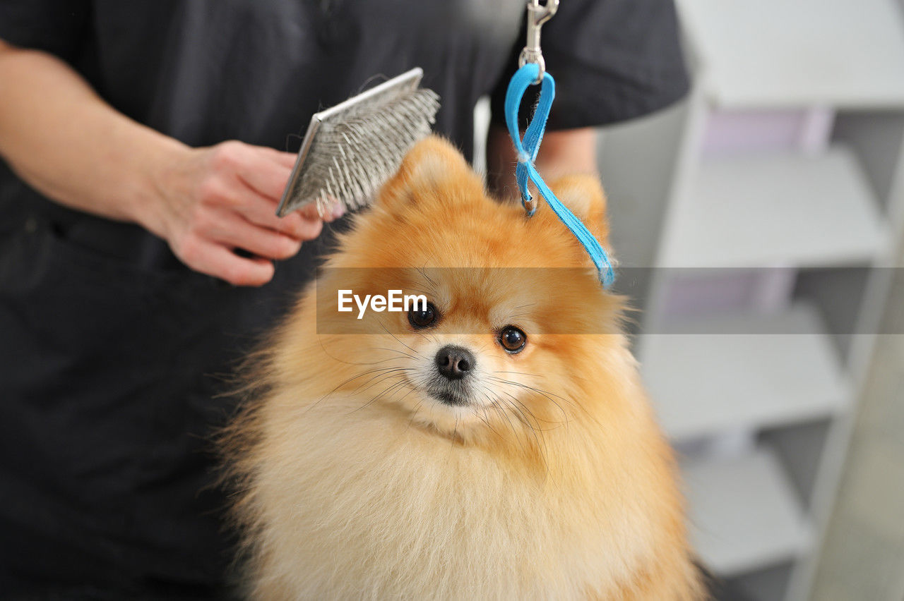 animal, mammal, animal themes, pomeranian, german spitz mittel, german spitz klein, dog, domestic animals, one animal, pet, german spitz, canine, adult, occupation, indoors, one person, hand, lap dog, holding, expertise, medical clinic, small business, care, working, healthcare and medicine, women