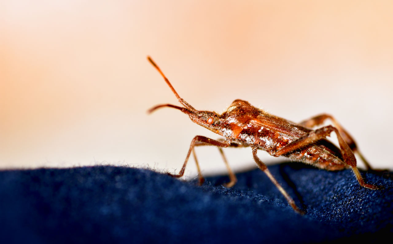 Close-up of bug on blue fabric