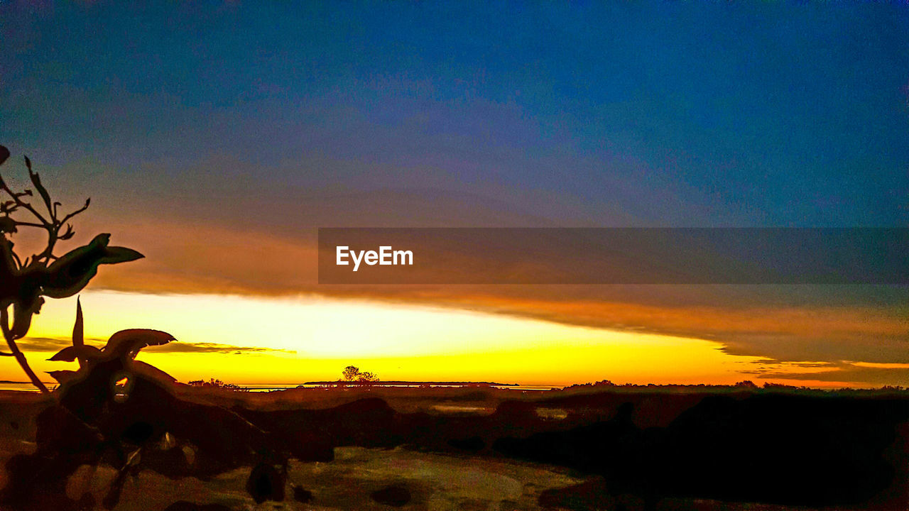 CLOSE-UP OF SILHOUETTE TREES AGAINST SKY AT SUNSET