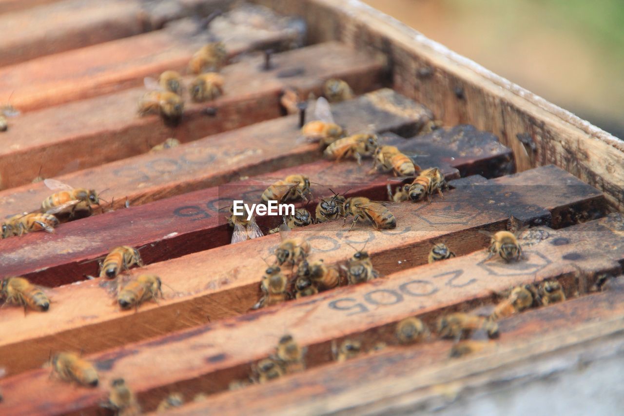 Close-up of bees on crate