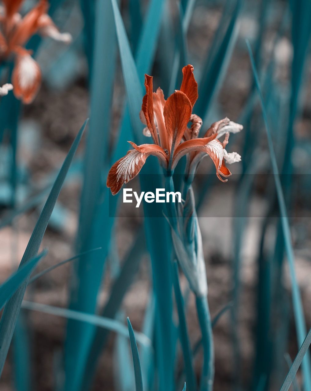 Close-up of orange flower