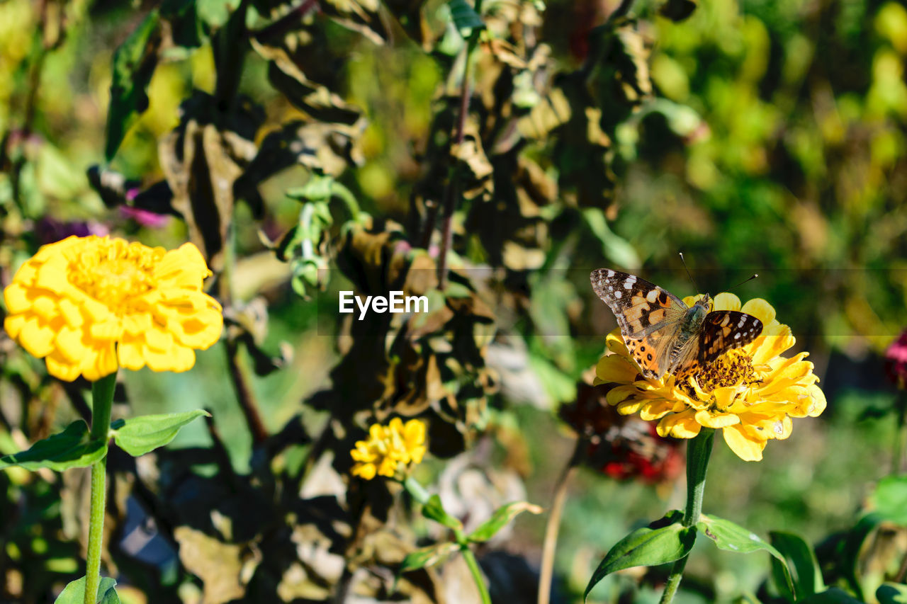 CLOSE-UP OF HONEY BEE POLLINATING ON YELLOW FLOWERS