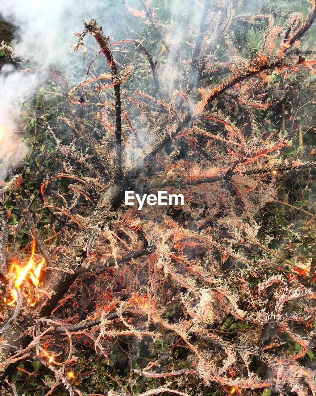 CLOSE-UP OF TREES AGAINST SKY