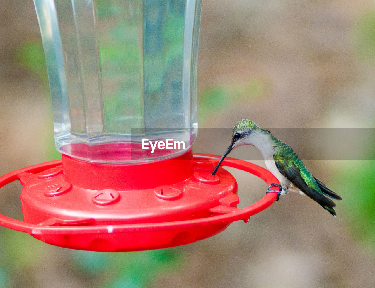 Hummingbird on bird feeder over field