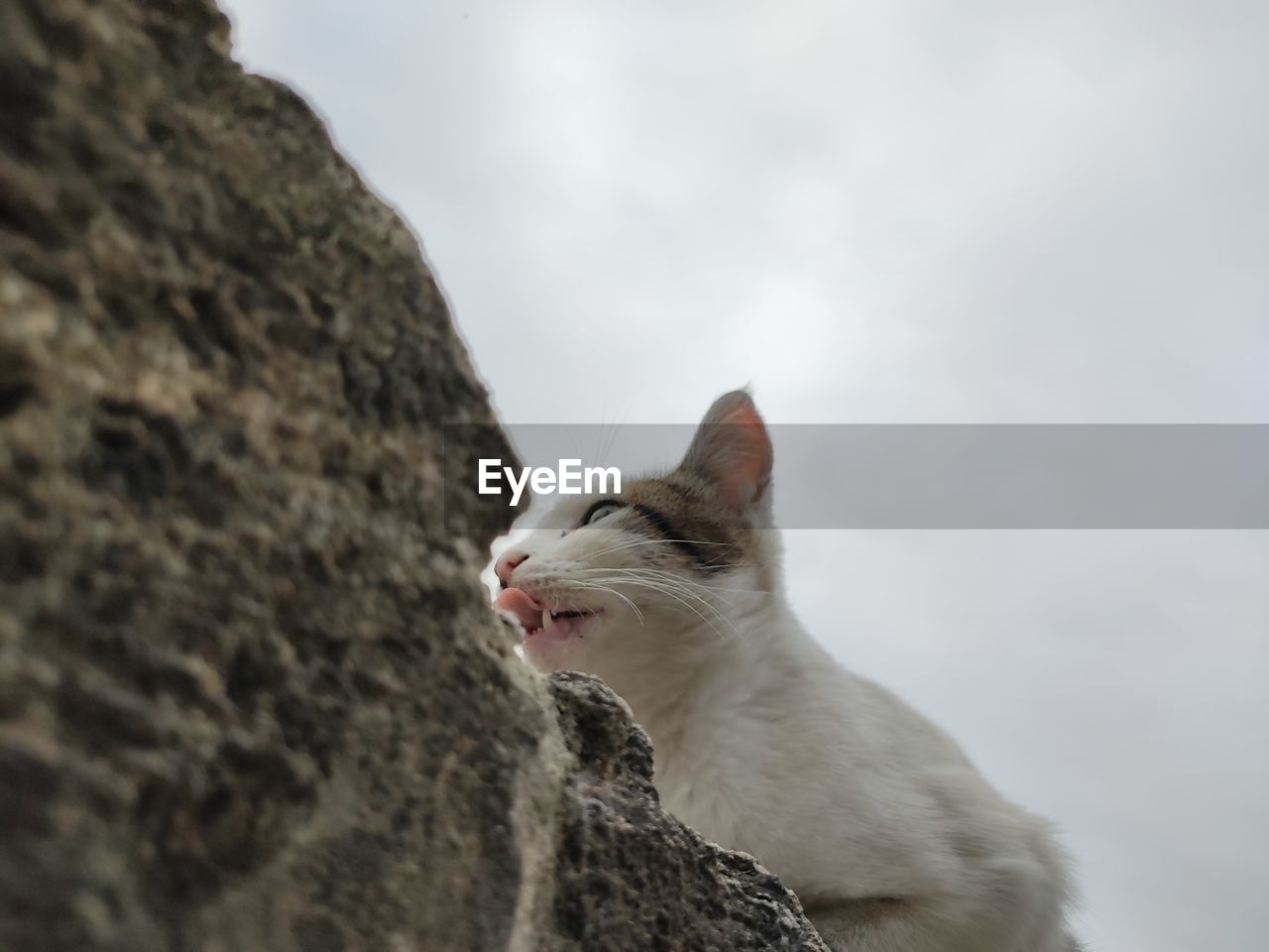 LOW ANGLE VIEW OF CAT LOOKING AWAY