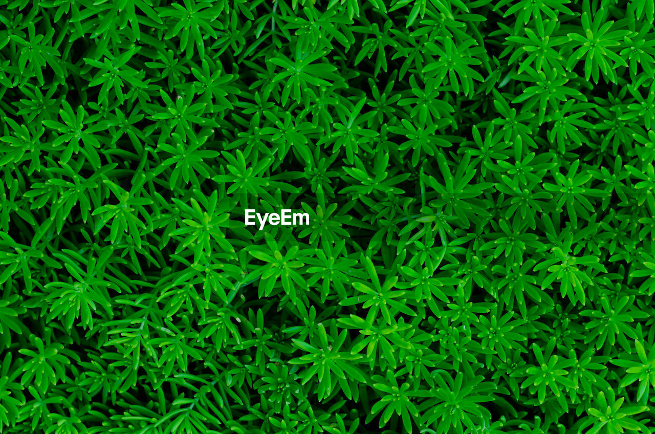 FULL FRAME SHOT OF FRESH GREEN PLANTS