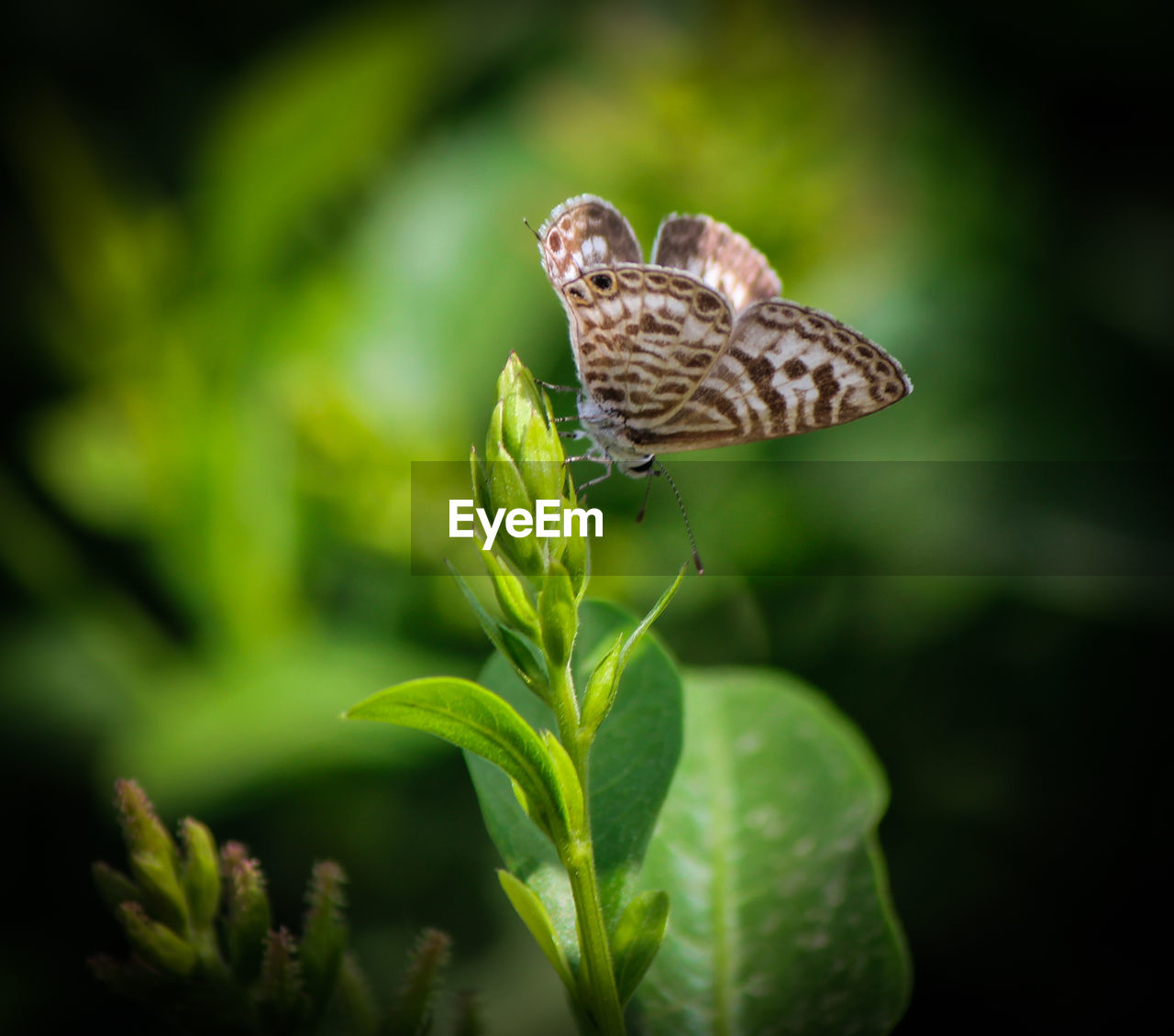 BUTTERFLY ON PLANT