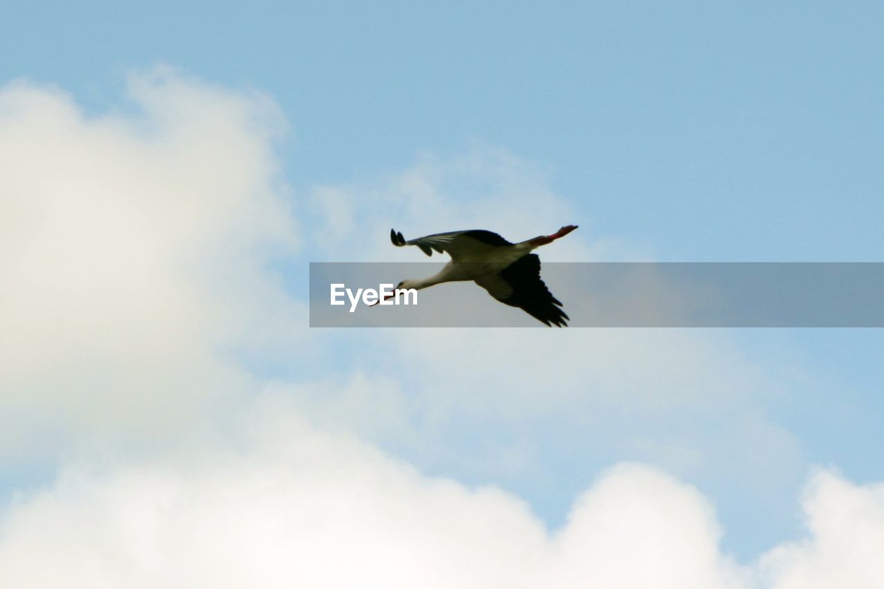 LOW ANGLE VIEW OF BIRD IN SKY