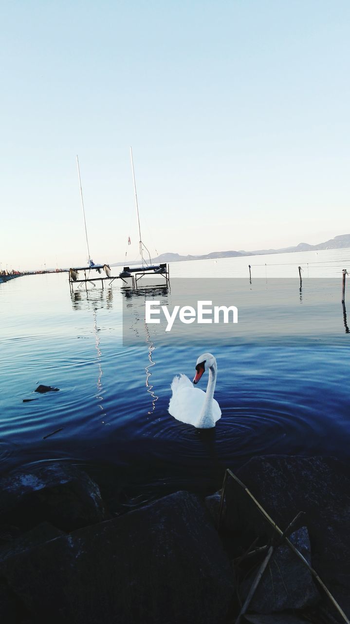 White swan swimming in lake balaton against sky