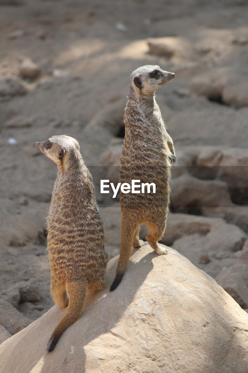Meerkats on the look out