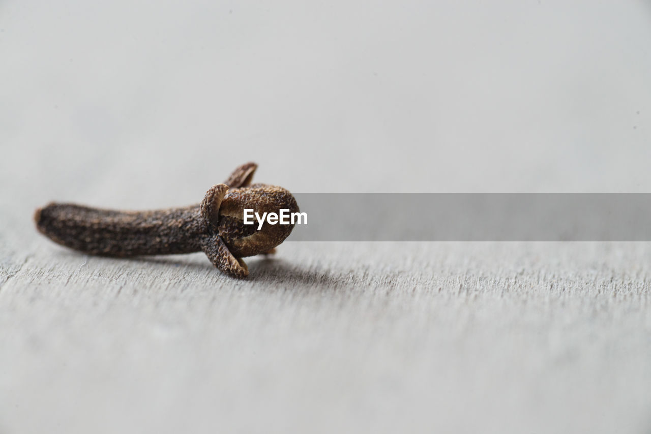 Close-up of clove on table