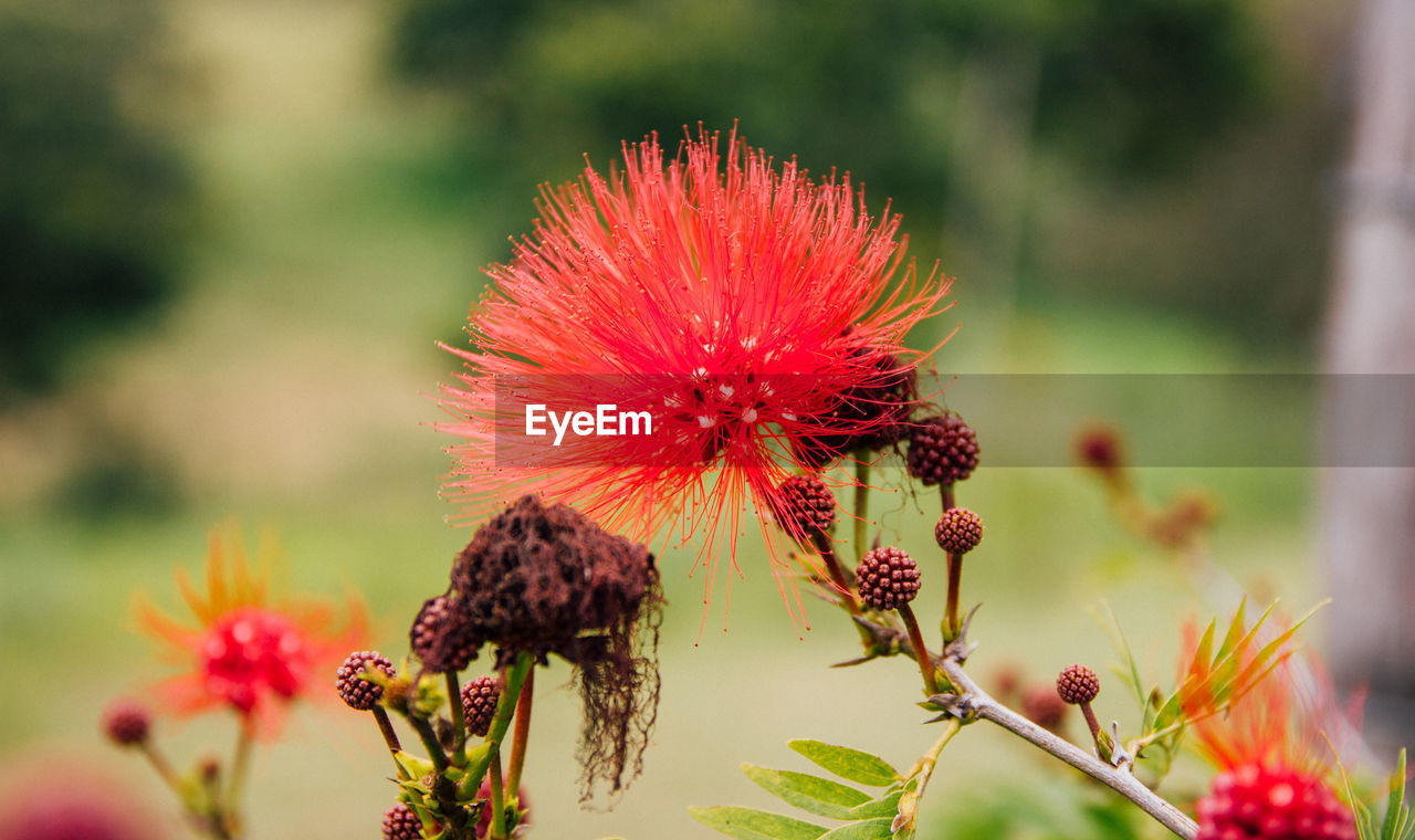 Close-up of red flowering plant