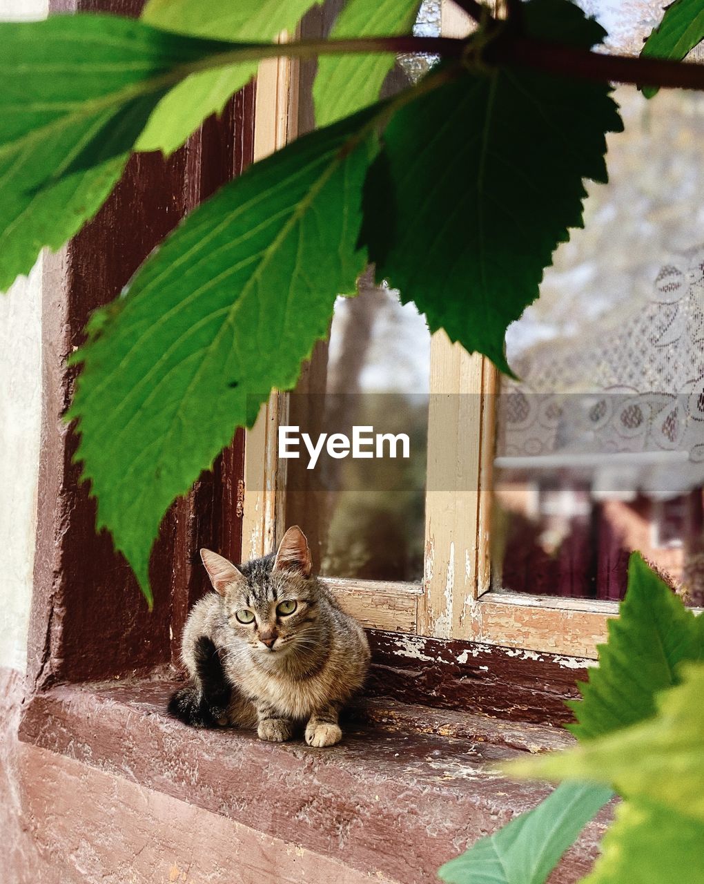 CAT SITTING ON PLANT