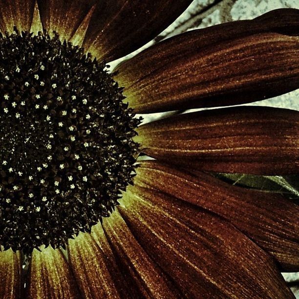 CLOSE-UP OF FLOWERS AGAINST THE BACKGROUND