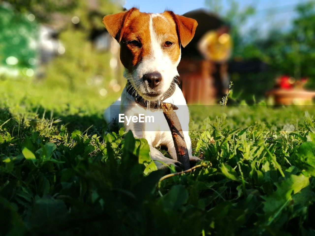 PORTRAIT OF DOG STANDING IN FIELD