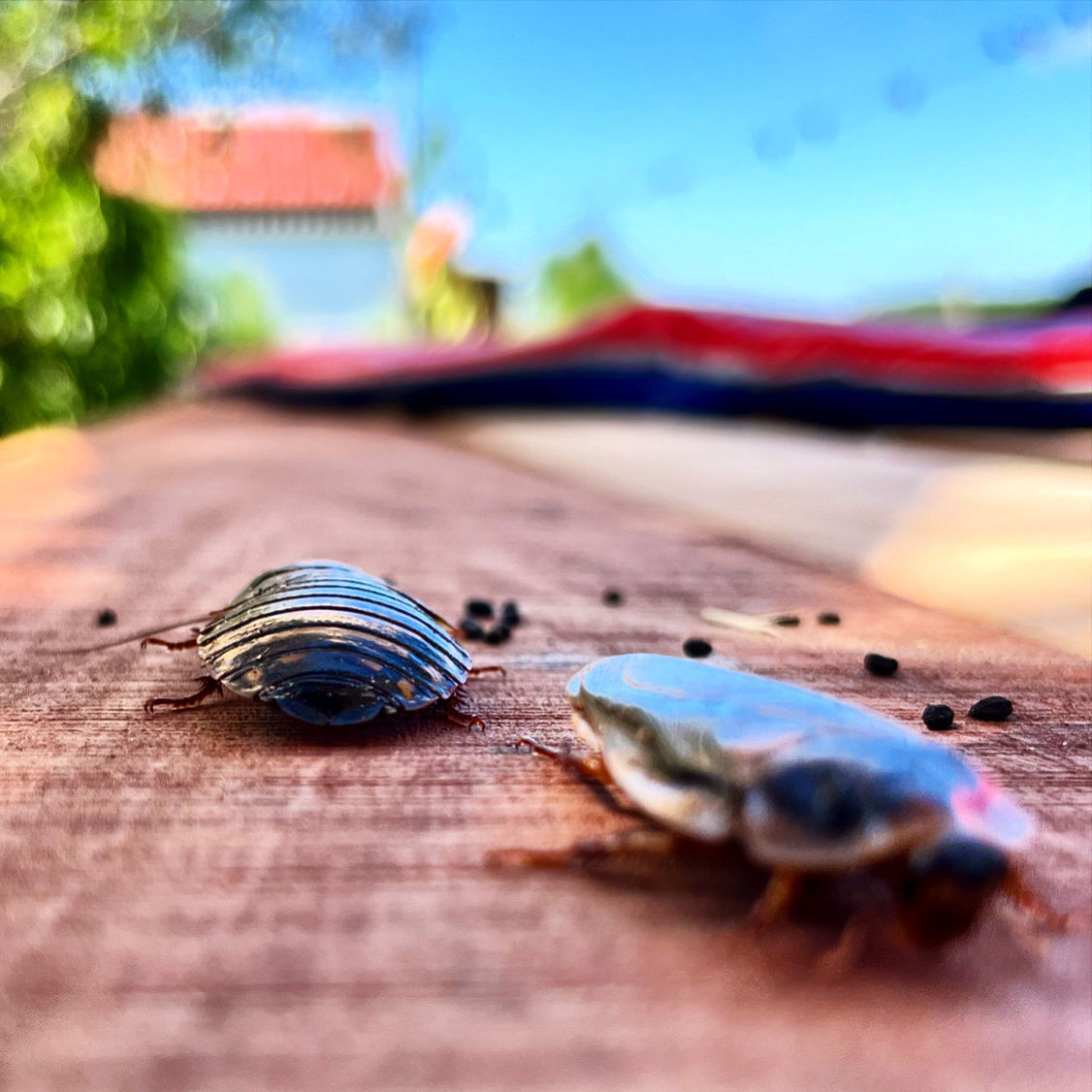 blue, selective focus, animal, no people, sky, animal themes, close-up, nature, animal wildlife, day, outdoors, macro photography, sand