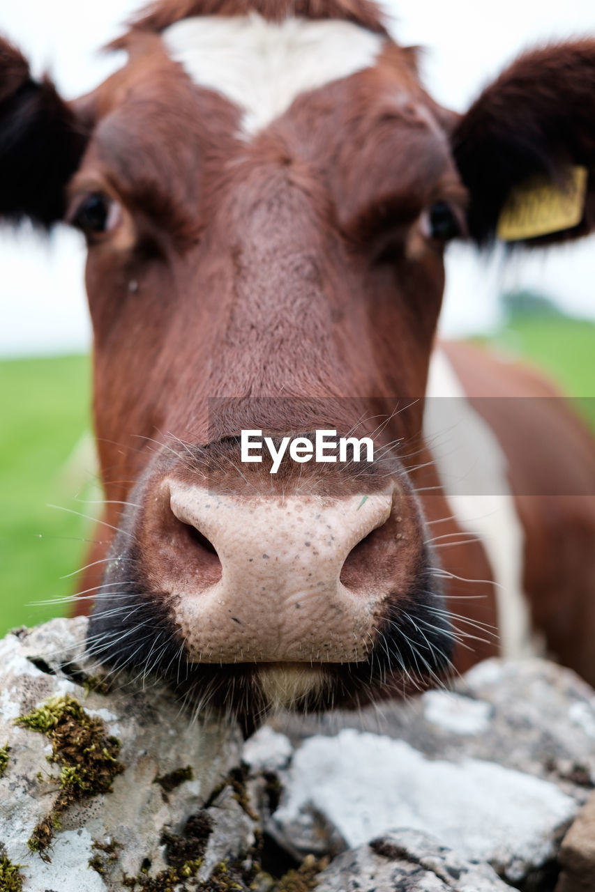 Close-up portrait of cow