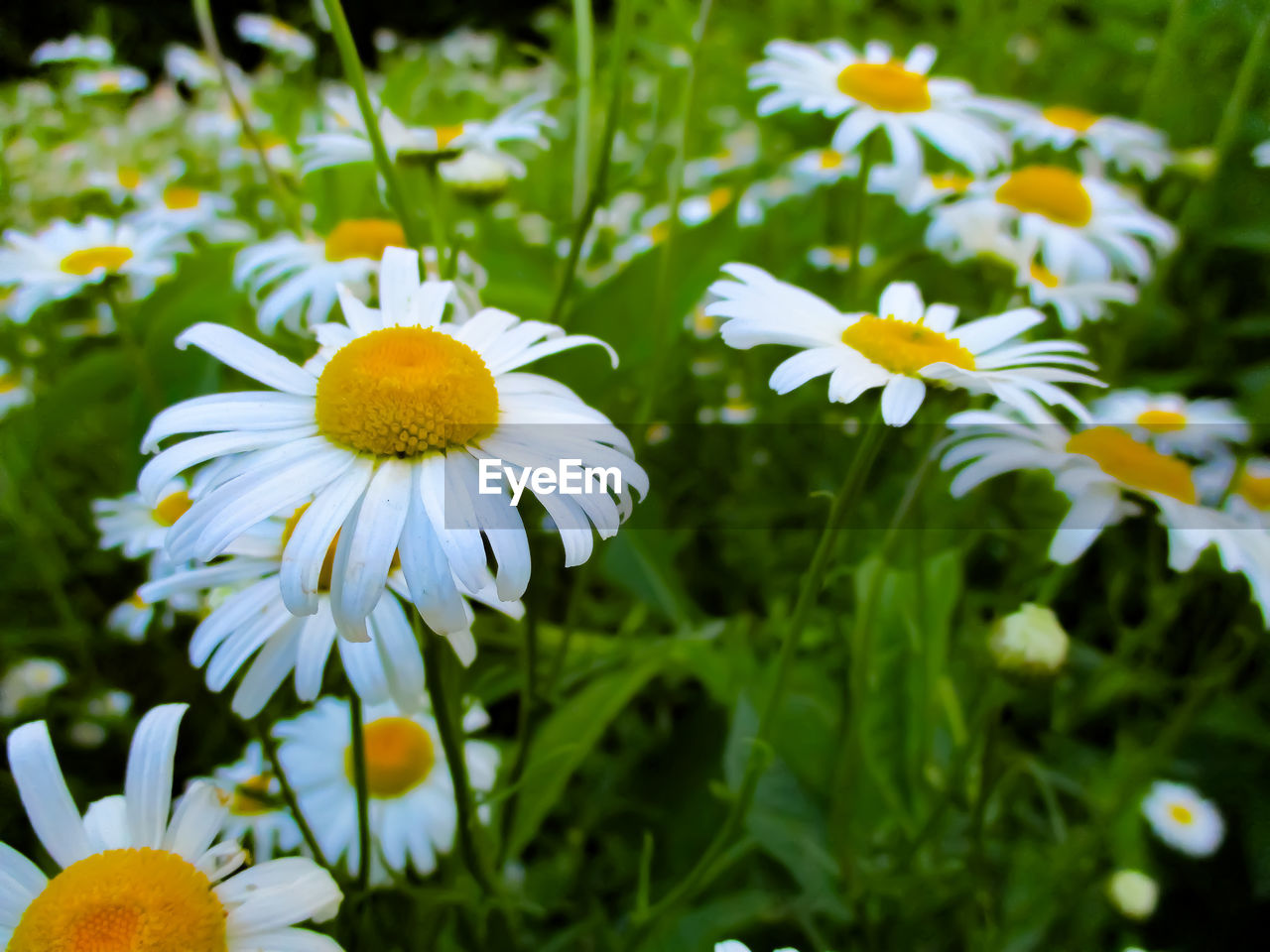 Close-up of white daisy flowers