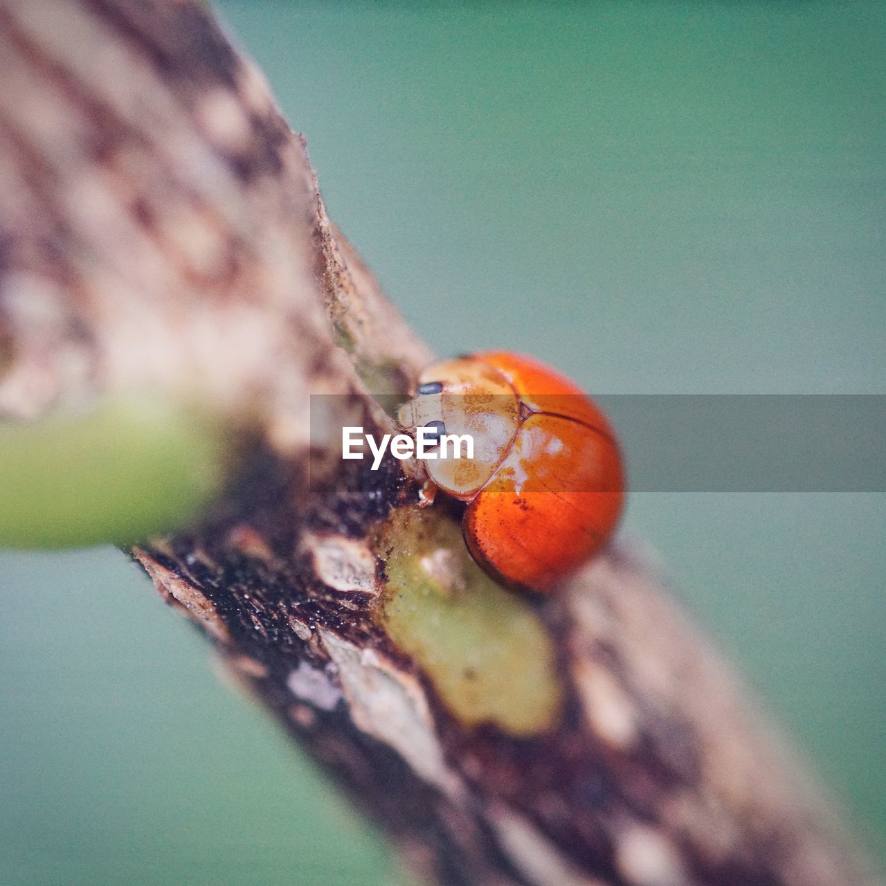 Close-up of ladybug on leaf