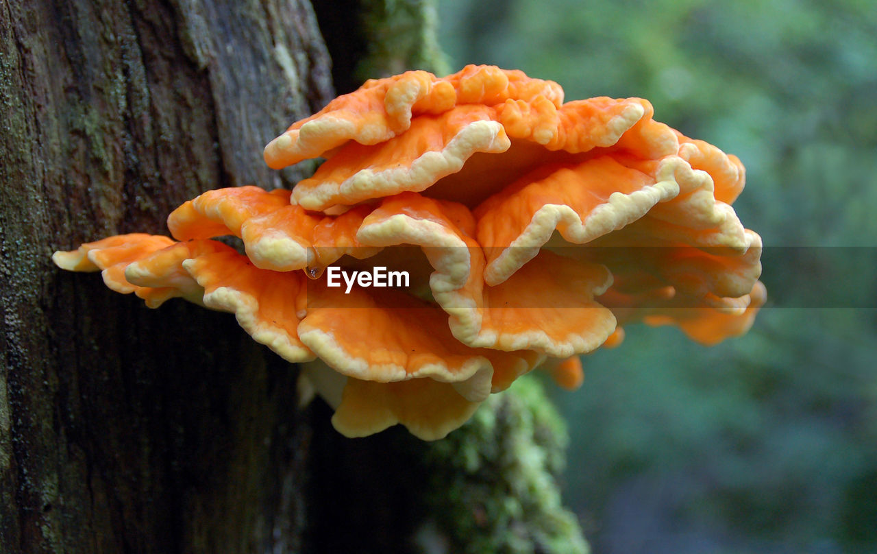 Close-up of mushroom on tree trunk