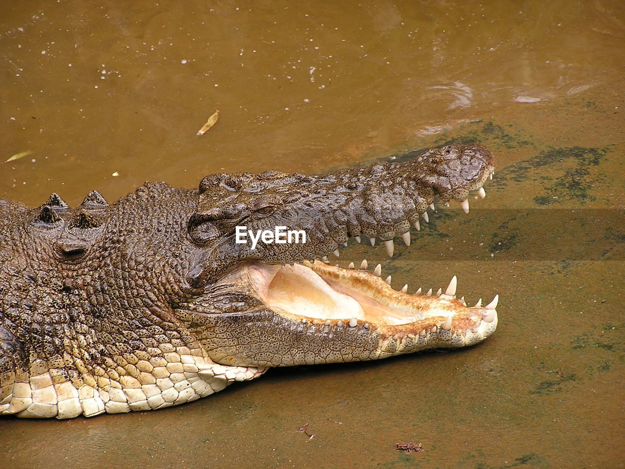 Close-up side view of an alligator