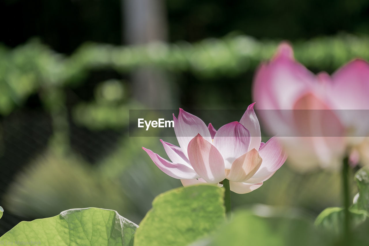 CLOSE-UP OF PINK WATER LILY IN GARDEN