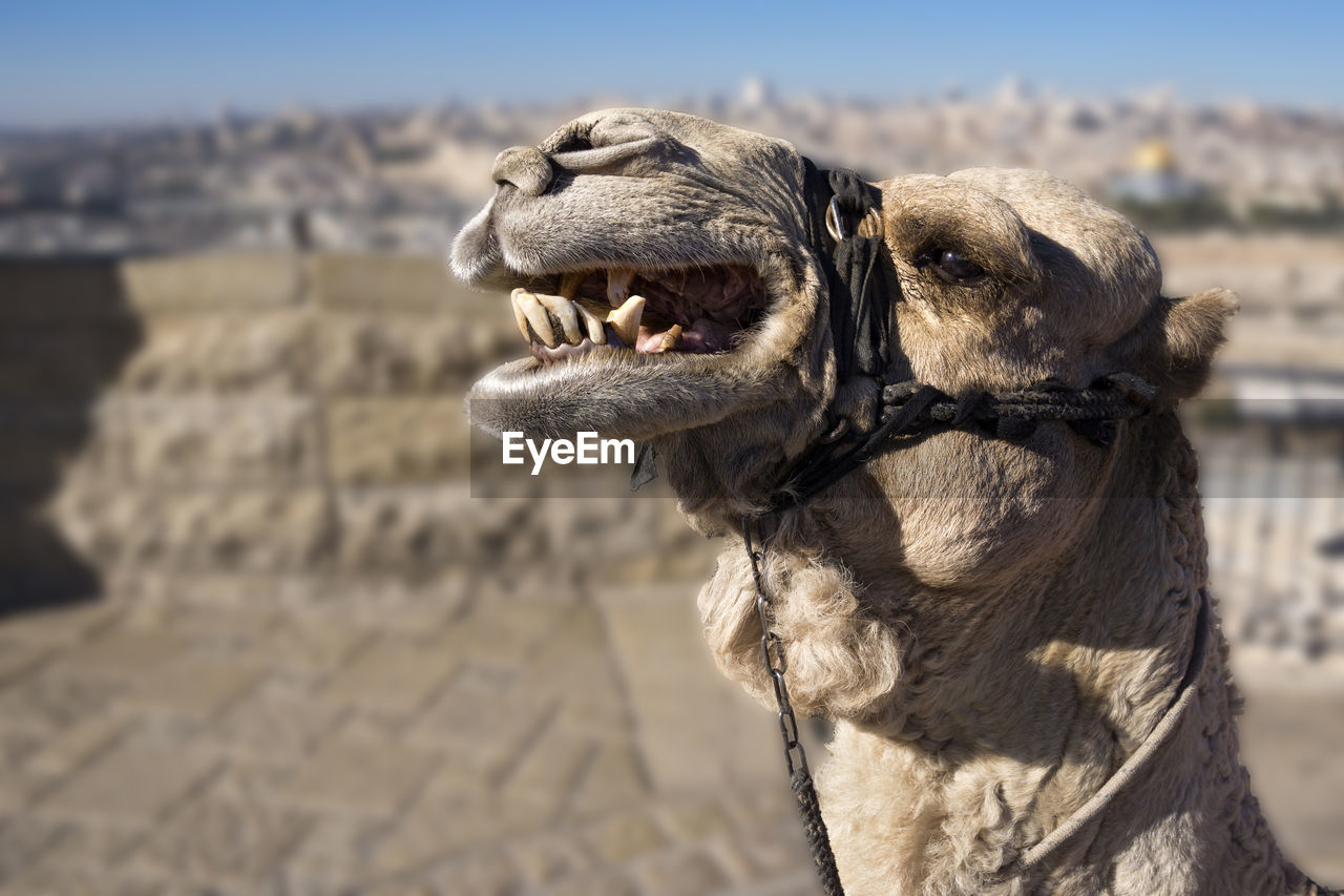 CLOSE-UP OF A DOG LOOKING AWAY OUTDOORS