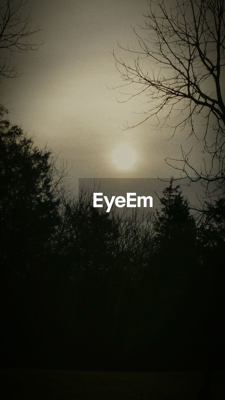 VIEW OF TREES AGAINST SKY AT NIGHT
