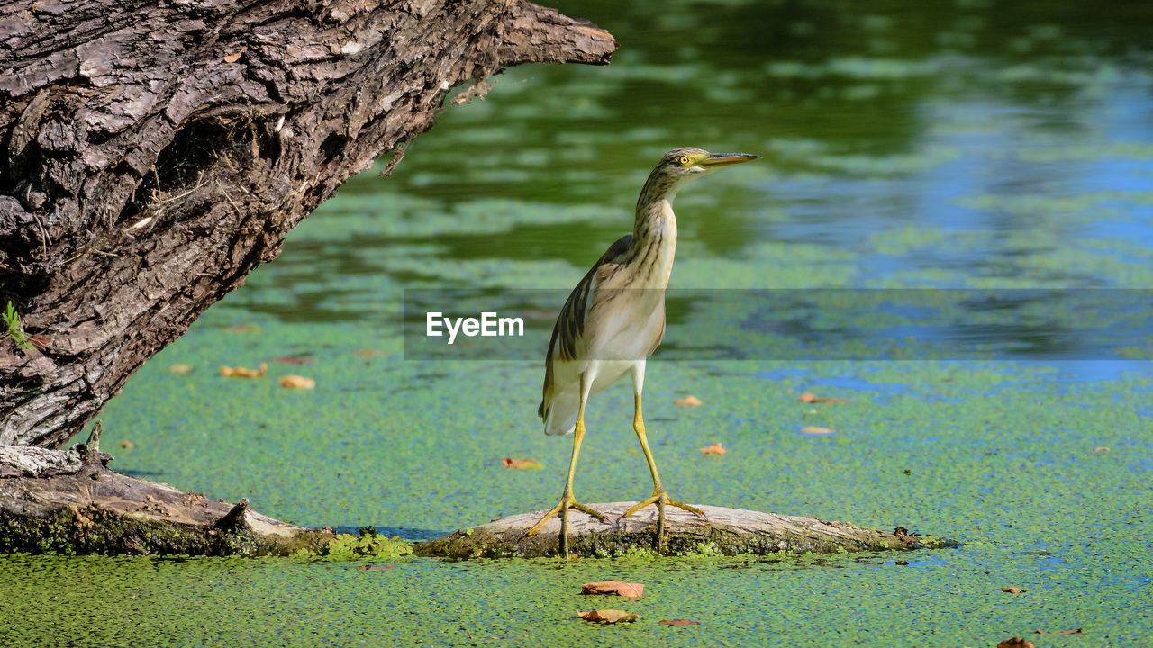 Bird perching on driftwood