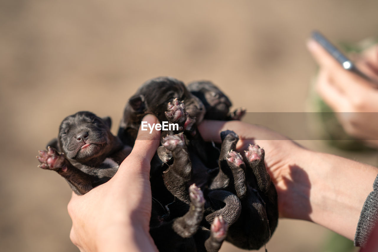 Three newborn puppies of labrador retriever. close-up of hand holding puppies. first day life
